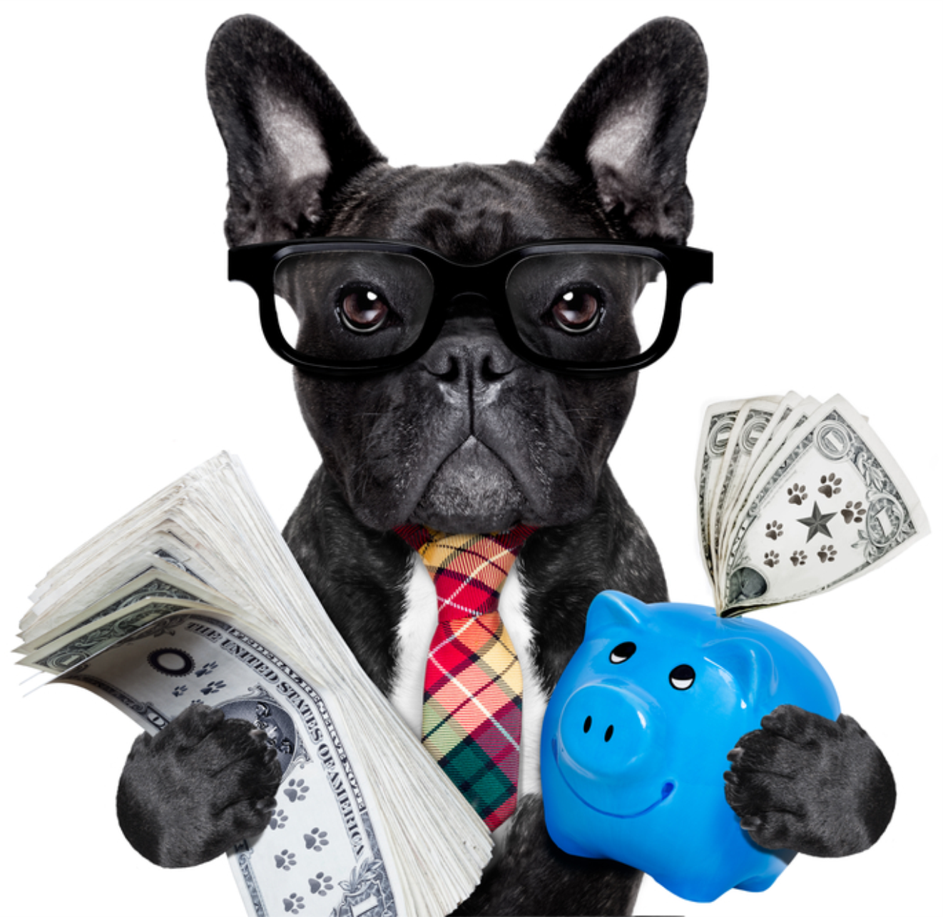 Business Dog with Money