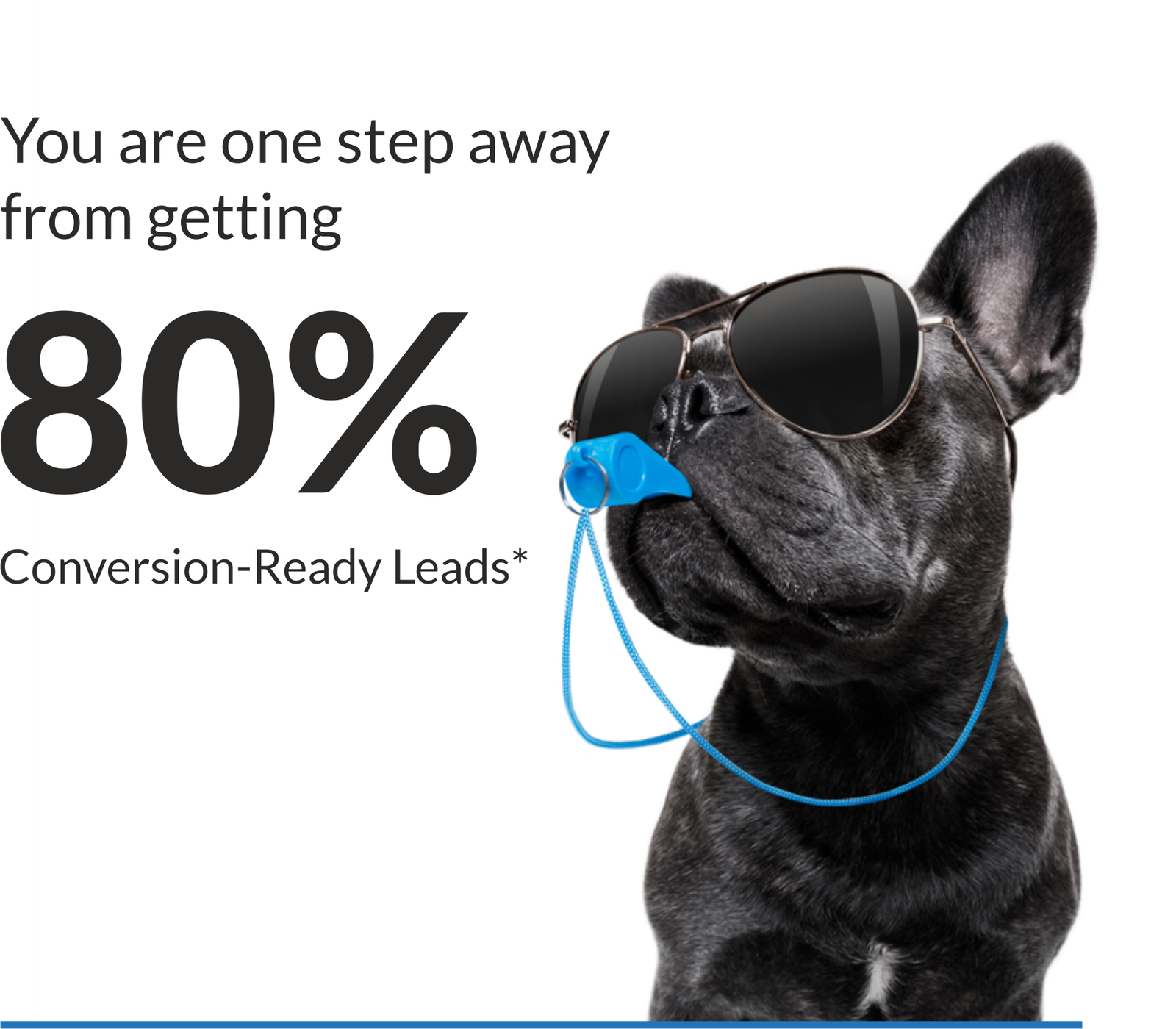 Cool Dog with Sunglasses